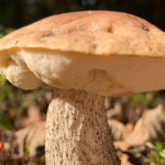 Bolet amer : le reconnaître, comestible ou vénéneux ?