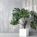 La jungle à la maison : les plantes exotiques ont-elles vraiment leur place dans nos intérieurs ?