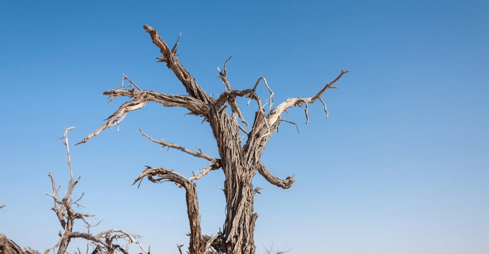 Arbre mort peut-il revivre un jour