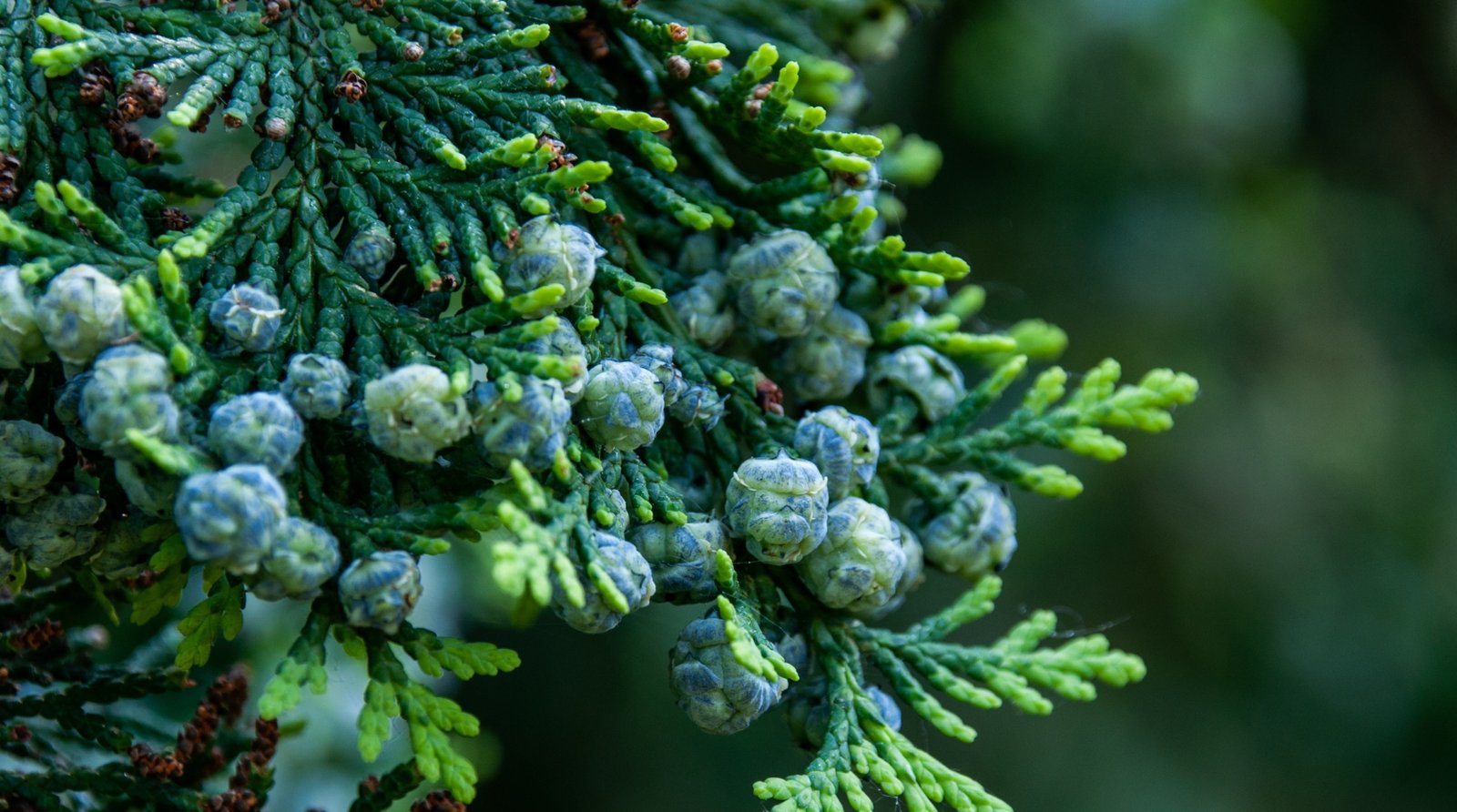 cyprès vue de près des fruits