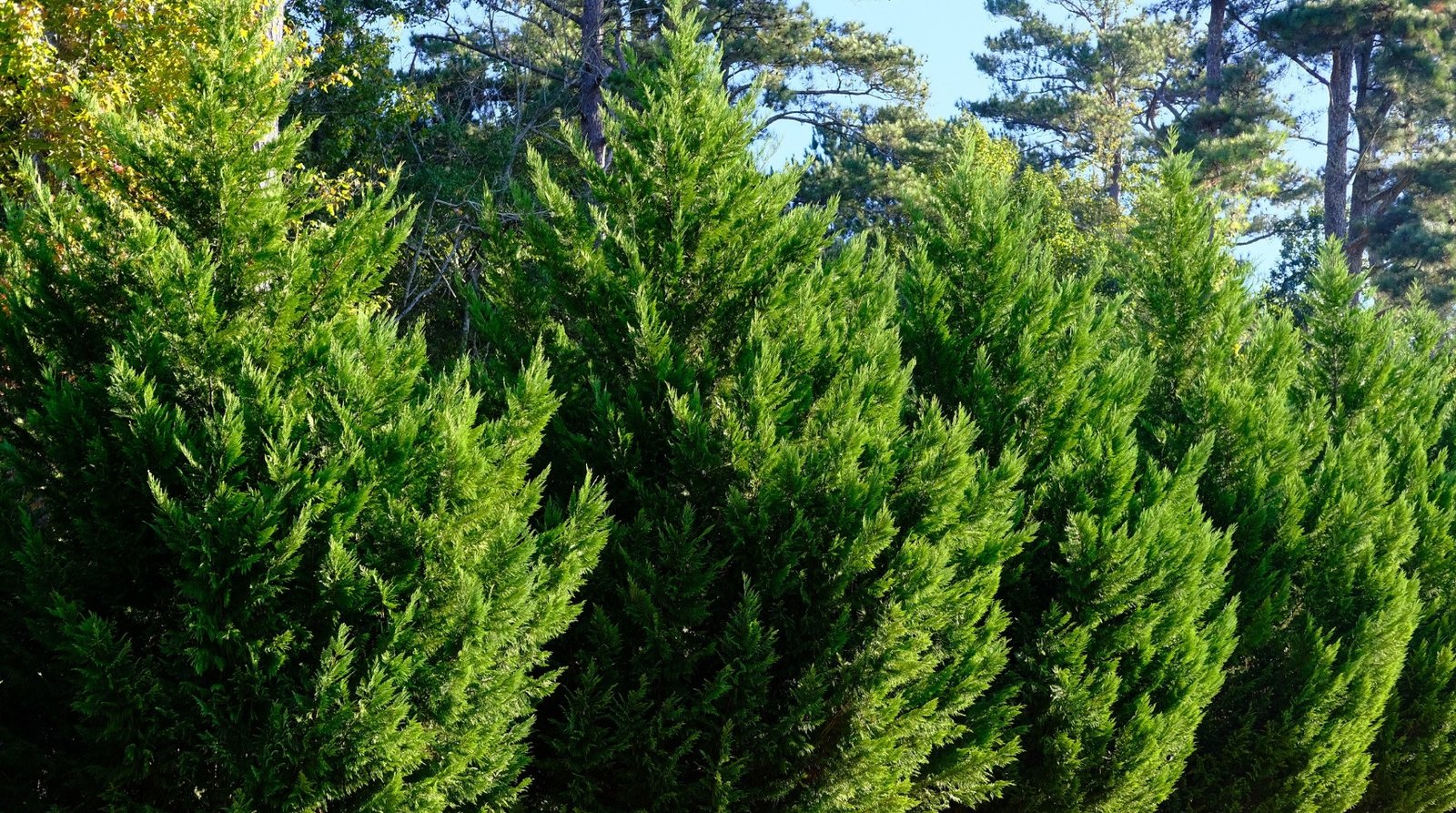 planter un cypres pres de la maison