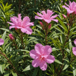 découvrez l'erreur courante qui empêche votre laurier-rose de fleurir et apprenez comment y remédier pour profiter d'une floraison abondante et éclatante.