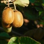 arbre à kiwi
