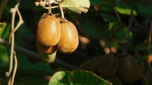 arbre à kiwi