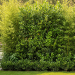 découvrez les meilleures haies brise-vue avec des plantes idéales pour protéger votre intimité tout en embellissant votre jardin.