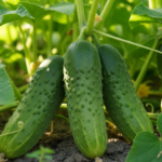 découvrez tout sur le cornichon, ce légume étonnant : bienfaits, origine, conseils de consommation et recettes savoureuses pour le déguster.