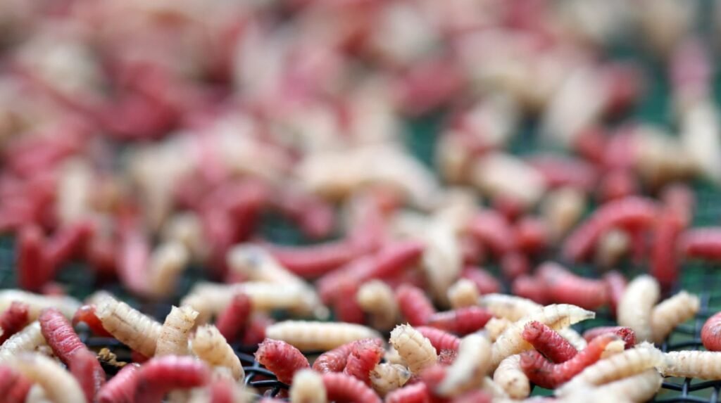 asticots à la maison