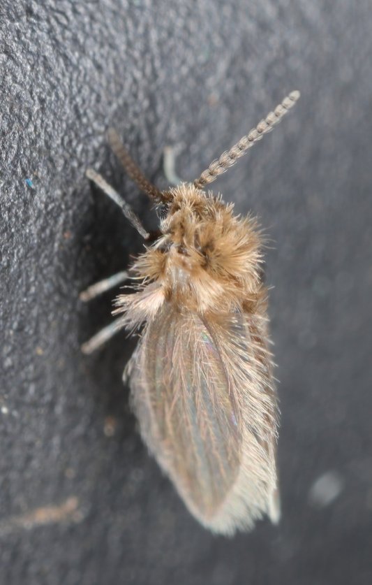 Le Psychodidae est une mouche qui ressemble à un papillon de nuit