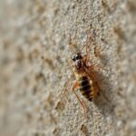 Psychodidae dans la maison : comment s'en débarrasser définitivement ?