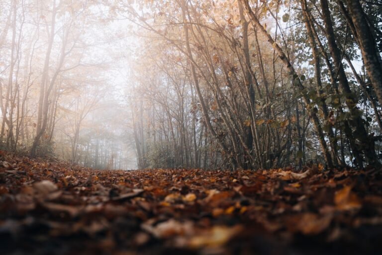 découvrez tout ce qu'il faut savoir sur l'humidité : définition, effets, et conseils pour gérer le taux d'humidité dans votre environnement.