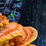 Champignon orange sur bois mort : identification et solutions de traitement