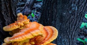 Champignon orange sur bois mort : identification et solutions de traitement
