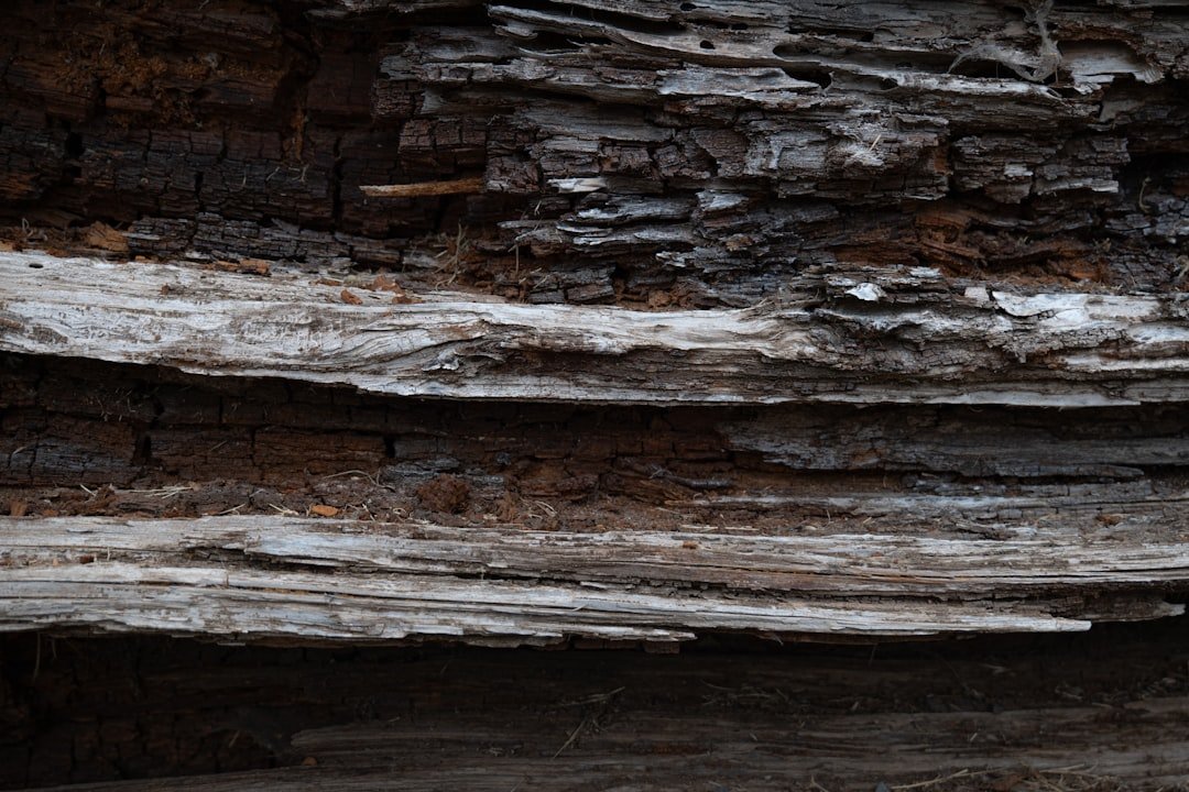 comprendre le dry rot : causes, risques et méthodes de traitement pour protéger votre maison contre la pourriture sèche du bois.