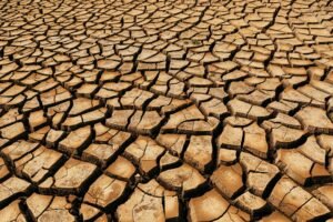 découvrez des méthodes efficaces pour la prévention de la mérule et des dégâts du bois causés par la pourriture sèche. protégez votre maison durablement.