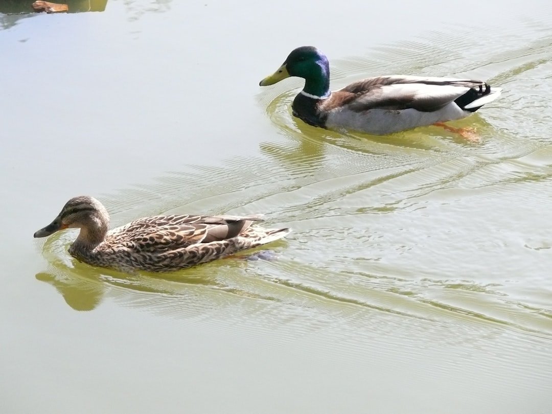 construction de bassin à canards : conception et aménagement d'étangs pour créer un habitat naturel et esthétique adapté aux canards.