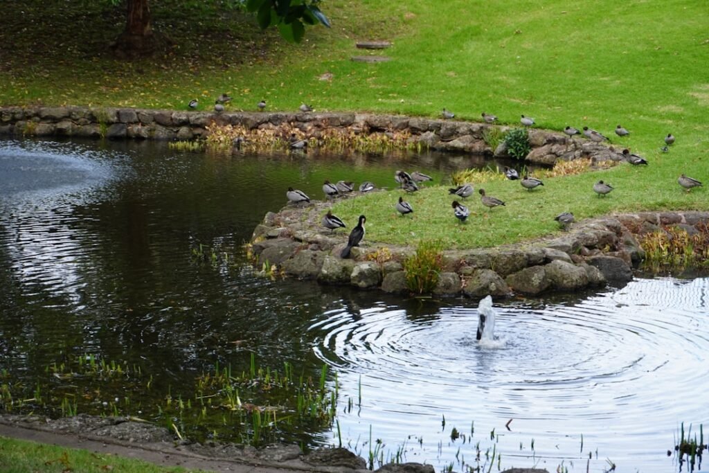 construction de bassins pour canards : création, aménagement et entretien d'étangs adaptés pour accueillir vos canards dans un environnement naturel et sécurisé.