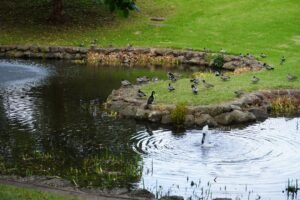 construction de bassins pour canards : création, aménagement et entretien d'étangs adaptés pour accueillir vos canards dans un environnement naturel et sécurisé.