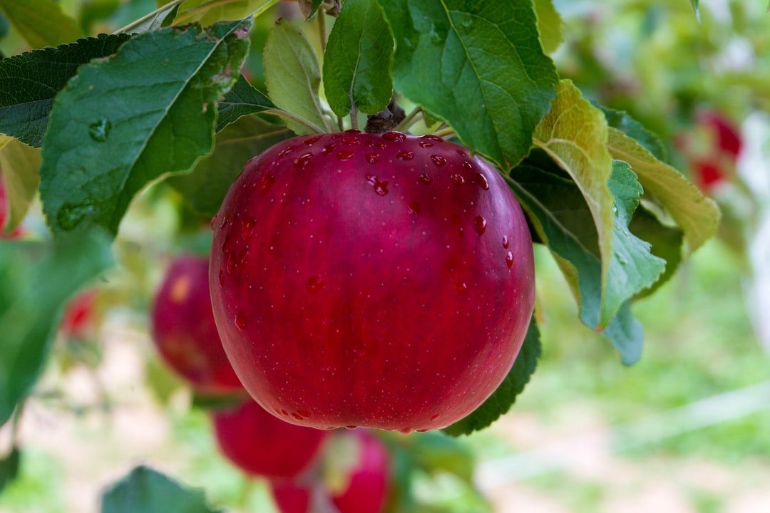 découvrez le pommier japonais, un arbre ornemental apprécié pour ses fleurs délicates et ses fruits savoureux, idéal pour embellir votre jardin.