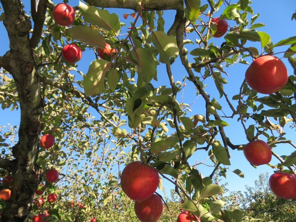 découvrez le pommier japonais, un arbre ornemental élégant au feuillage coloré et aux fruits délicats, idéal pour embellir votre jardin.