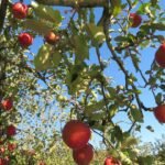 découvrez le pommier japonais, un arbre ornemental élégant au feuillage coloré et aux fruits délicats, idéal pour embellir votre jardin.