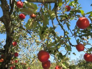 découvrez le pommier japonais, un arbre ornemental élégant au feuillage coloré et aux fruits délicats, idéal pour embellir votre jardin.