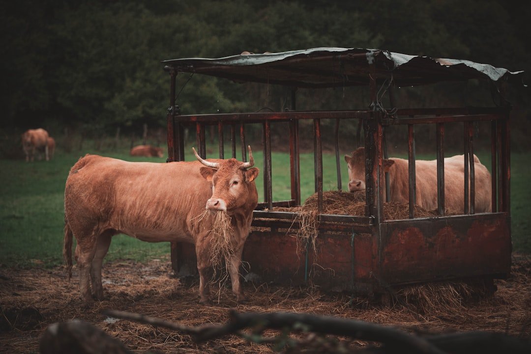 cage de contention pour bétail conçue pour assurer la sécurité et faciliter la manipulation des animaux lors des soins vétérinaires ou des opérations d'élevage.
