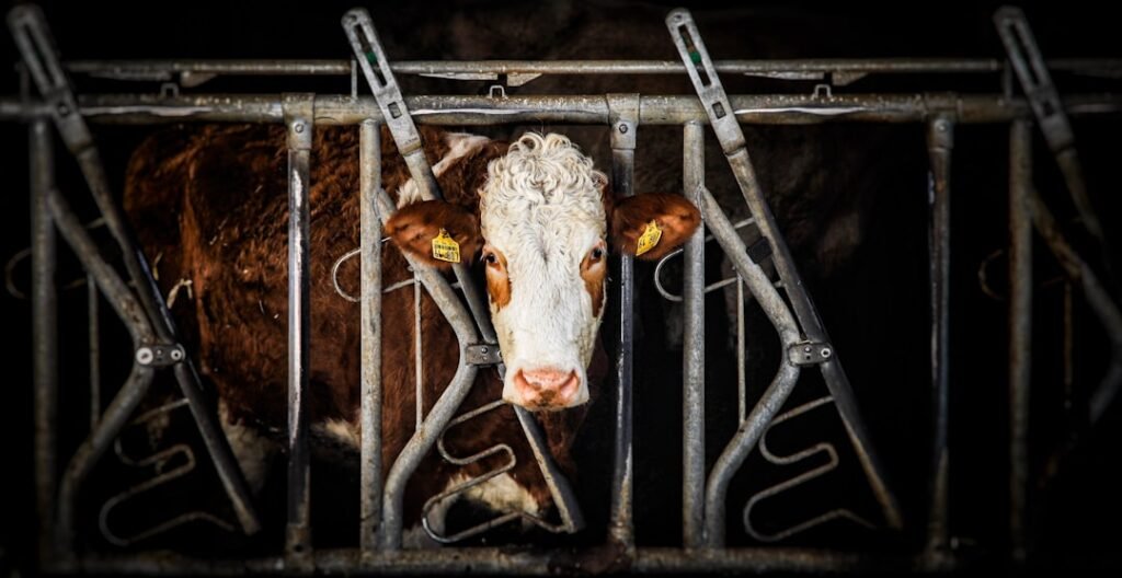 découvrez notre cage de contention pour bovins, conçue pour assurer la sécurité et le confort lors des manipulations et soins des animaux.