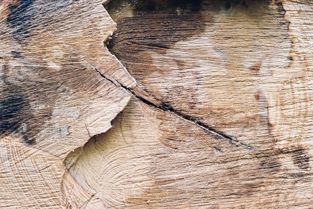 découvrez tout ce qu'il faut savoir sur le dry rot : causes, symptômes et solutions pour protéger votre bois contre ce champignon destructeur.