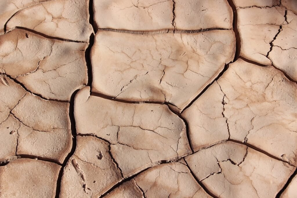comprendre et prévenir la pourriture sèche : causes, symptômes et solutions efficaces pour protéger vos structures en bois.