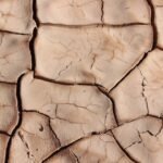 comprendre et prévenir la pourriture sèche : causes, symptômes et solutions efficaces pour protéger vos structures en bois.