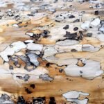 découvrez tout ce qu'il faut savoir sur la mérule (dry rot) : causes, dégâts, prévention et traitement pour protéger efficacement votre habitation.