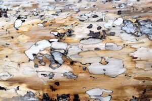 découvrez tout ce qu'il faut savoir sur la mérule (dry rot) : causes, dégâts, prévention et traitement pour protéger efficacement votre habitation.