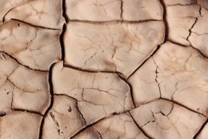 comprendre et prévenir la pourriture sèche : causes, symptômes et solutions efficaces pour protéger vos structures en bois.