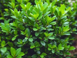 Pittosporum kohuhu : plantation, taille et entretien