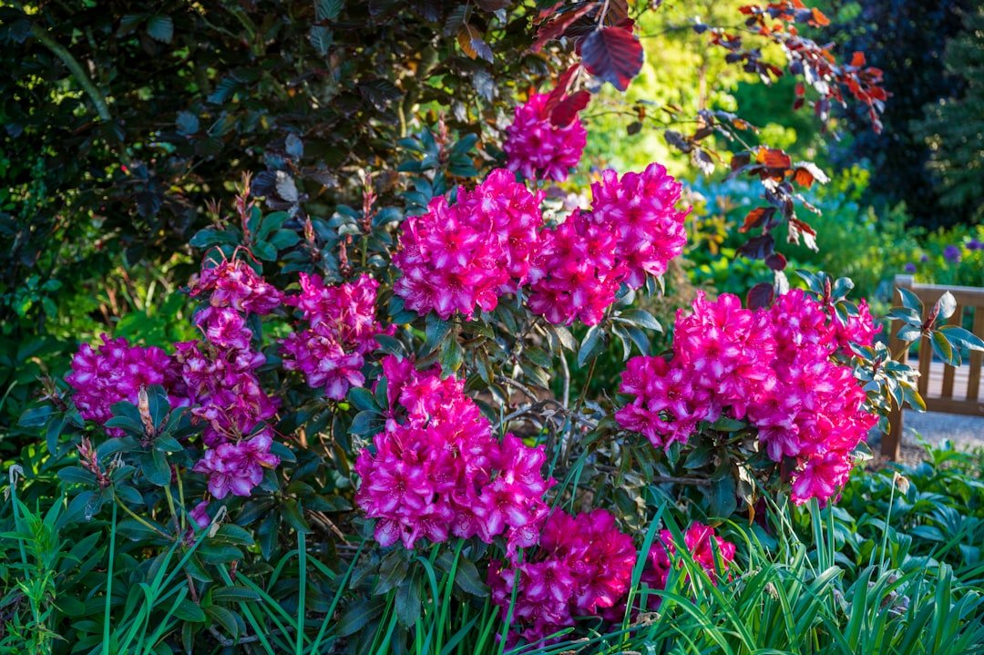 découvrez comment planter des rhododendrons avec succès : conseils sur le choix de l'emplacement, le type de sol, l'arrosage et l'entretien pour une floraison abondante.