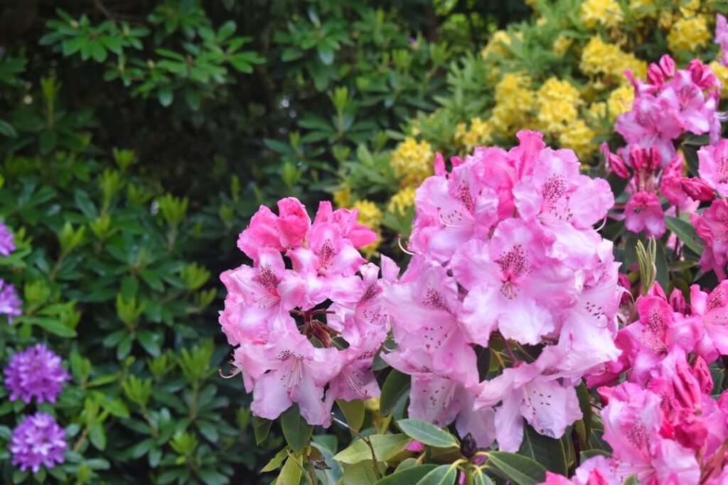découvrez comment planter et entretenir un rhododendron pour embellir votre jardin avec ses magnifiques fleurs colorées.