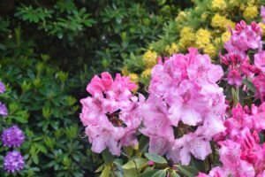 découvrez comment planter et entretenir un rhododendron pour embellir votre jardin avec ses magnifiques fleurs colorées.