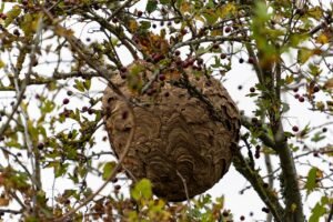 Comment enlever un nid de frelon gratuitement en sécurité