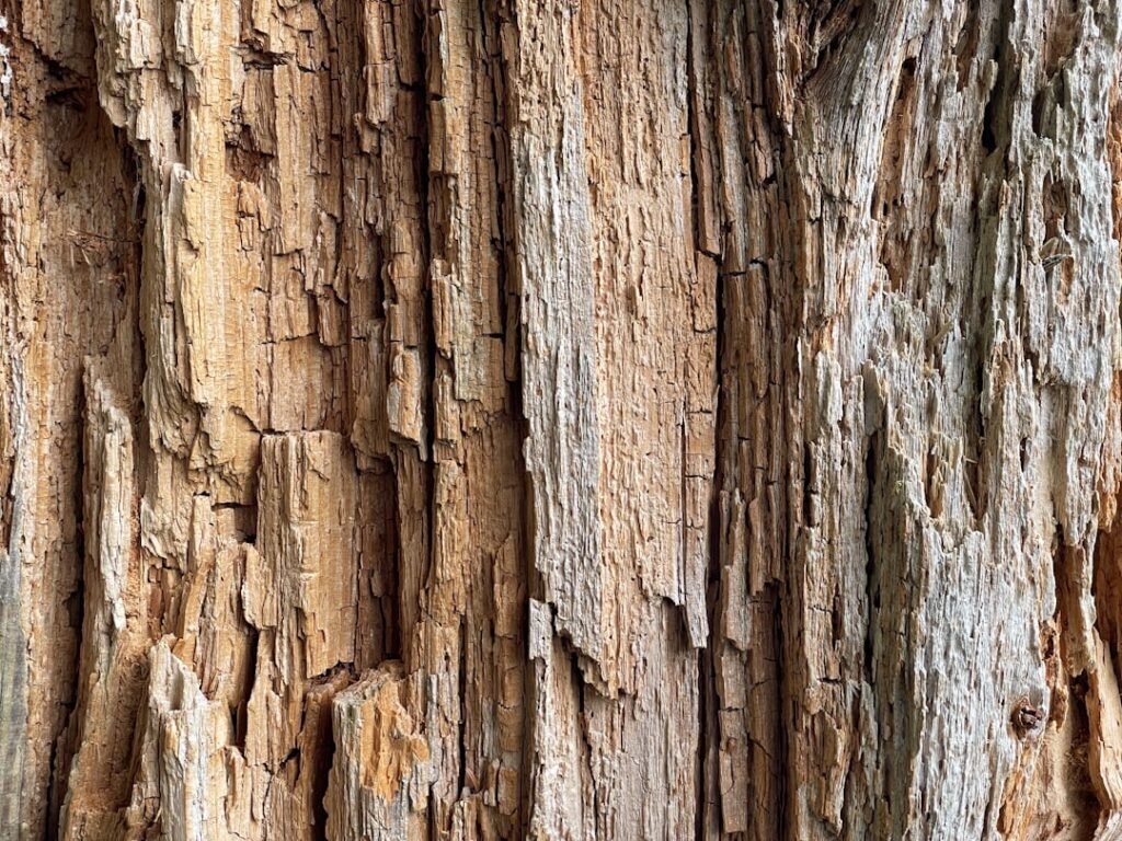 le dry rot est un champignon destructeur qui cause la pourriture du bois, compromettant la structure des bâtiments. découvrez comment l'identifier, le prévenir et le traiter efficacement.