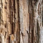 le dry rot est un champignon destructeur qui cause la pourriture du bois, compromettant la structure des bâtiments. découvrez comment l'identifier, le prévenir et le traiter efficacement.