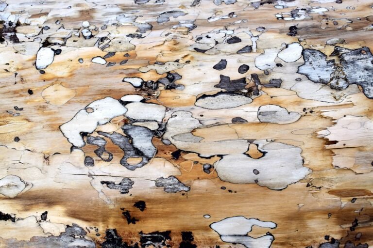 découvrez tout sur le pourridié, un problème majeur d’humidité pouvant endommager vos structures en bois. conseils pour identifier, prévenir et traiter le dry rot efficacement.