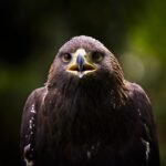 Faucon crécerelle : tout savoir sur ce petit rapace urbain