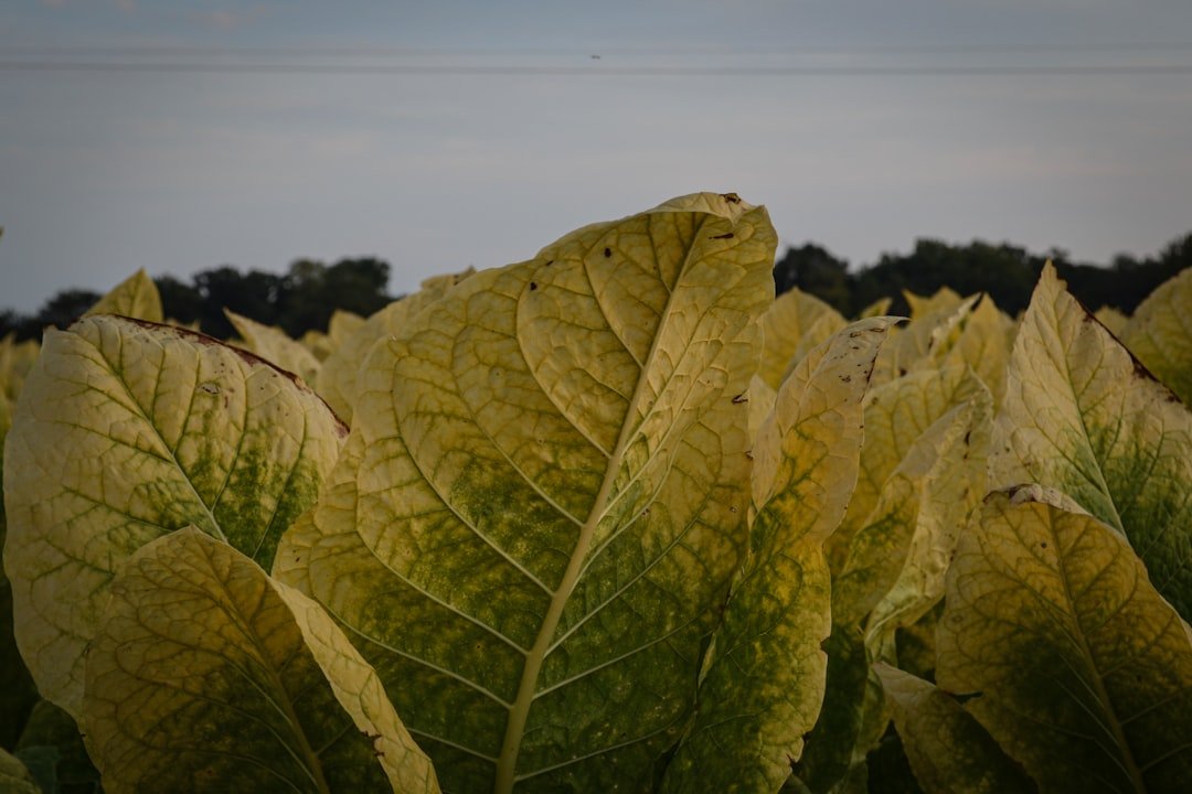 éliminez efficacement les odeurs de tabac grâce à nos solutions avancées de désodorisation pour un air pur et frais.