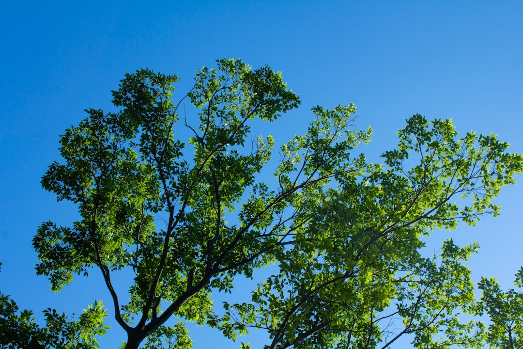découvrez comment sauver les arbres et protéger notre environnement grâce à des actions simples et efficaces pour un avenir durable.