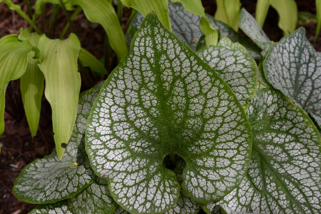 conseils pour la taille hivernale des feuilles d'arum afin de favoriser une croissance saine et un beau feuillage au printemps.