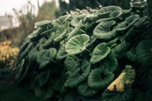 découvrez comment tailler les feuilles d'arum en hiver pour favoriser une croissance saine au printemps. conseils pratiques et astuces pour une taille efficace durant la saison froide.