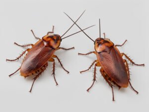Insecte qui ressemble au cafard : comment bien l'identifier