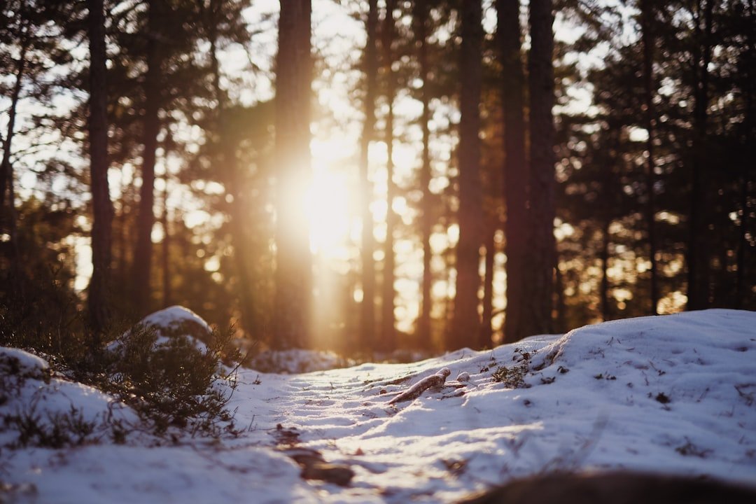 découvrez l'angle du soleil en hiver et son impact sur la lumière naturelle, la chaleur et l'ensoleillement lors des journées froides.