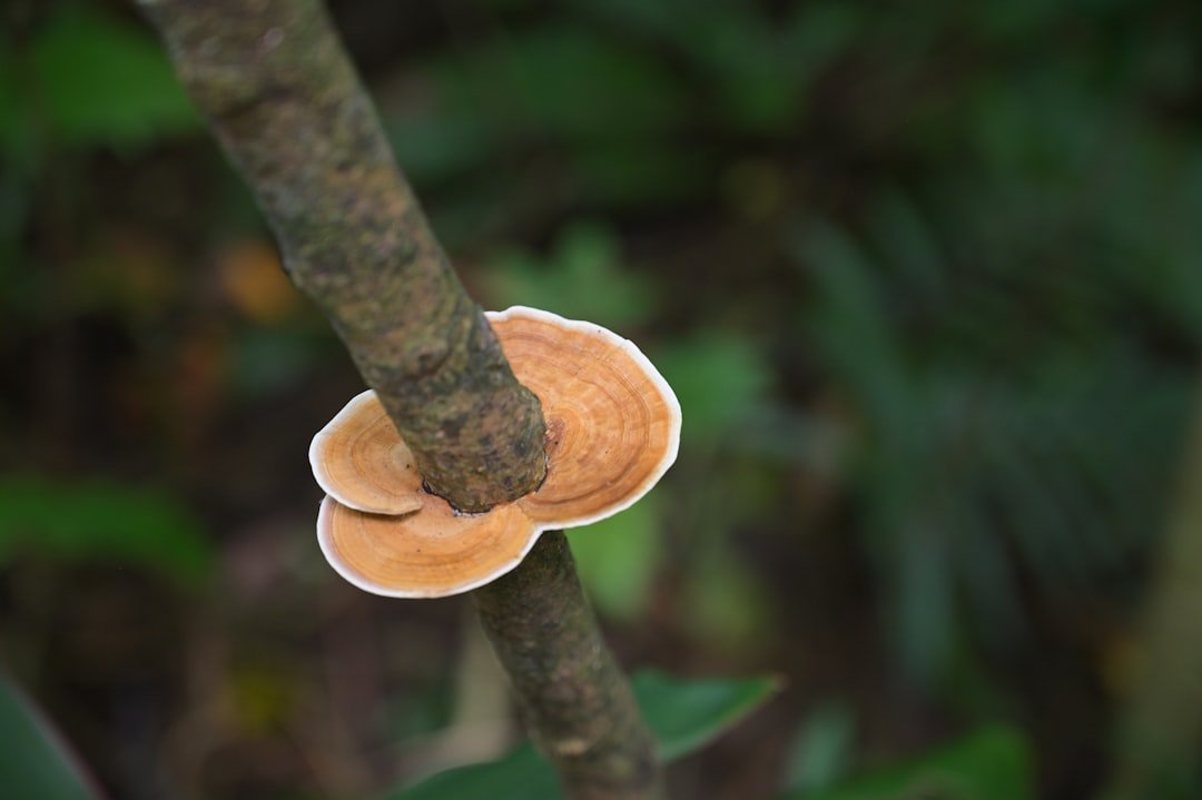 découvrez les champignons de la pourriture du bois, leurs caractéristiques, impacts sur les structures en bois et méthodes de prévention efficaces.
