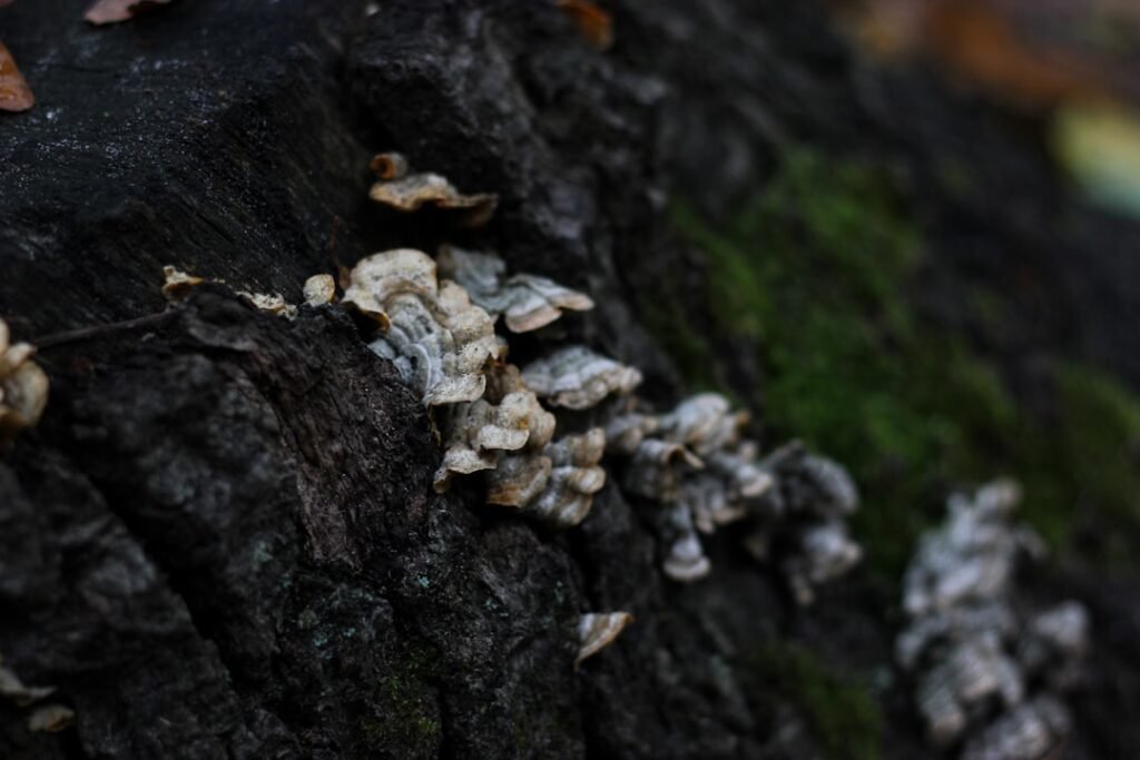 découvrez les champignons de la pourriture du bois, leur impact sur les structures en bois et les méthodes de prévention et de traitement.